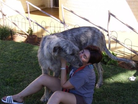irish wolf en ander 065